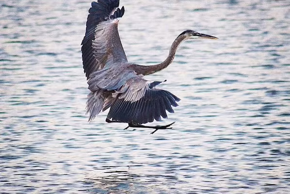 San Jose Estuary near Hyatt Ziva Los Cabos featuring scenic wetlands, walking trails, and native birdlife